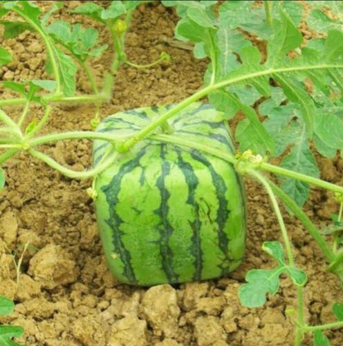 20x Square Watermelons Seeds Delicious Water Melon Seed Sweet Fruit Rare Seeds